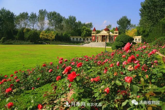 金秋花兒姹紫紅，山東濟南植物園萬株月季與您“約會”佳節(jié)(圖1)