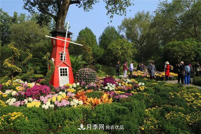 北京植物園第28屆市花展開幕，菊花月季是主角(圖2)
