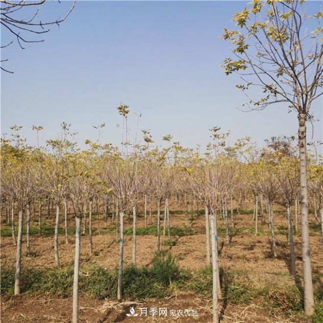 金葉復(fù)葉槭南陽基地直銷，3-10公分報價(圖4)