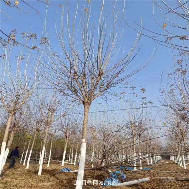 金葉復(fù)葉槭南陽基地直銷，3-10公分報價(圖3)