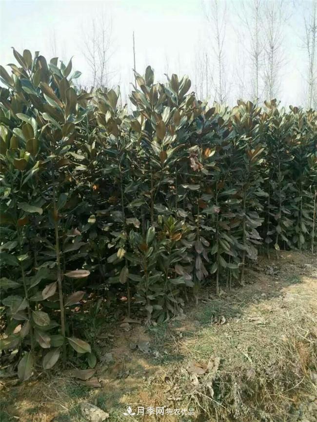 南陽南召玉蘭基地，廣玉蘭苗木繁育技術(shù)分享(圖1)
