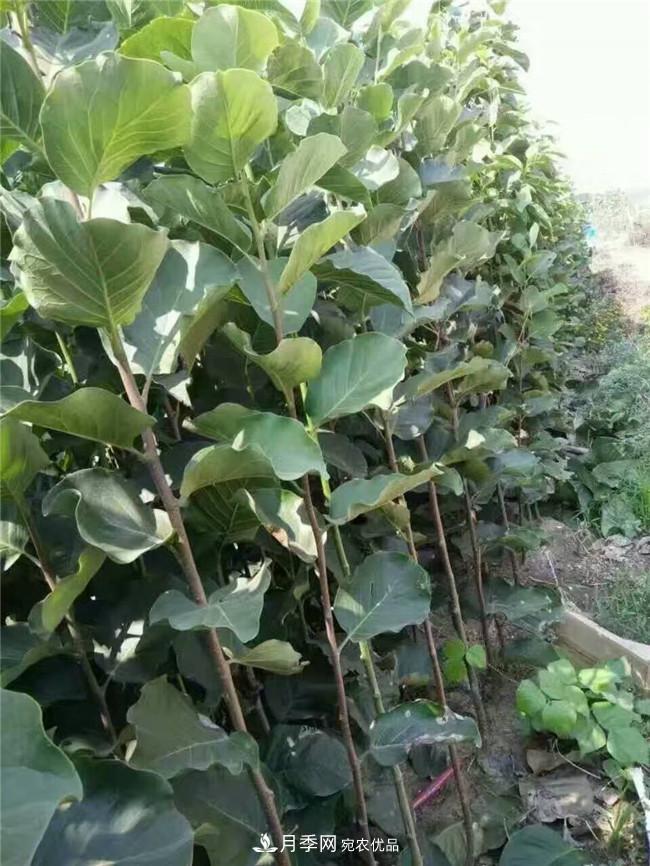 南陽南召玉蘭基地，廣玉蘭苗木繁育技術(shù)分享(圖2)