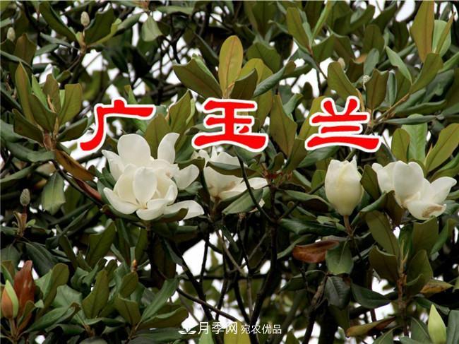 南陽南召玉蘭基地，廣玉蘭苗木繁育技術(shù)分享(圖3)