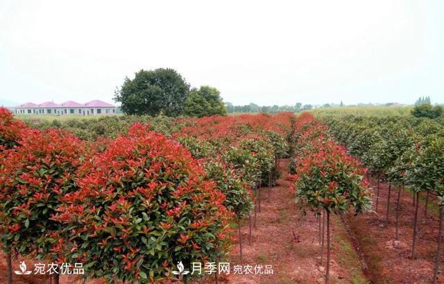 苗木怎么才能賺大錢？首先你得學(xué)會炒作(圖1)