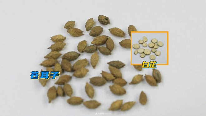 公園里種的玉蘭也是一味藥材，是真的嗎？(圖6)