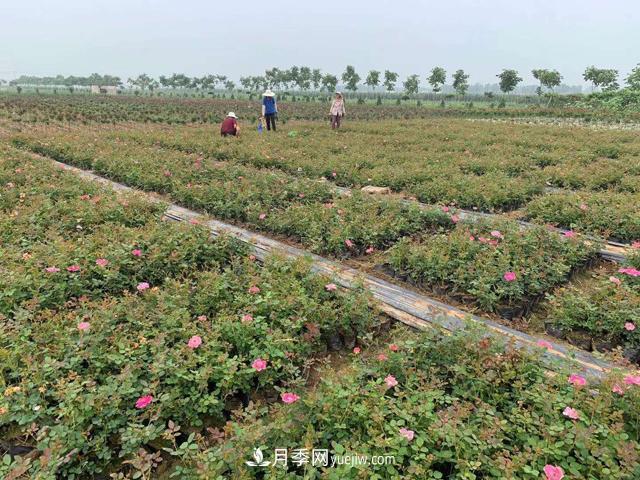 萬景月季，提高月季裸根苗成活率的六大絕招(圖1)