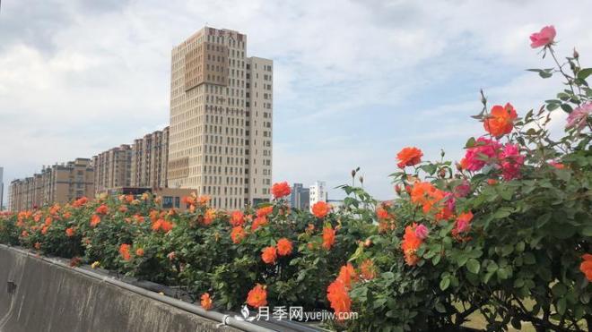 一路花開一路美景 杭州高架月季正當(dāng)時(圖4)