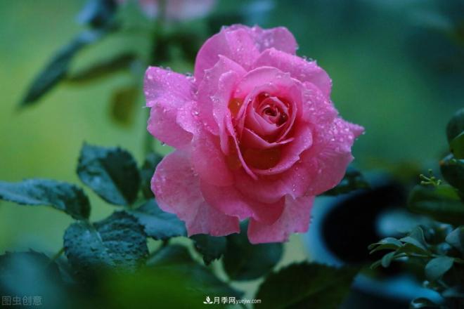 月季花攝影——月月都是開(kāi)花季(圖4)