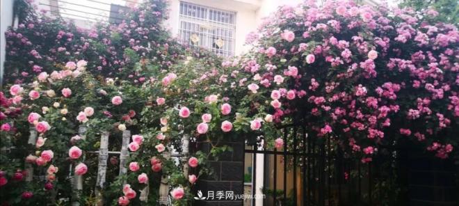 想要打造網(wǎng)紅月季花墻，只要這三步，你也可以擁有花海(圖3)