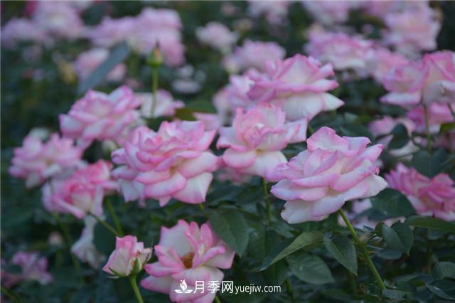 花開華南地區(qū)，哪些月季品種，征服了廣州這片“熱土”？(圖4)