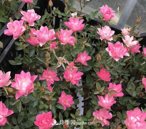 推薦新手5種微型月季，好養(yǎng)又好看，陽臺盆栽佳品(圖4)