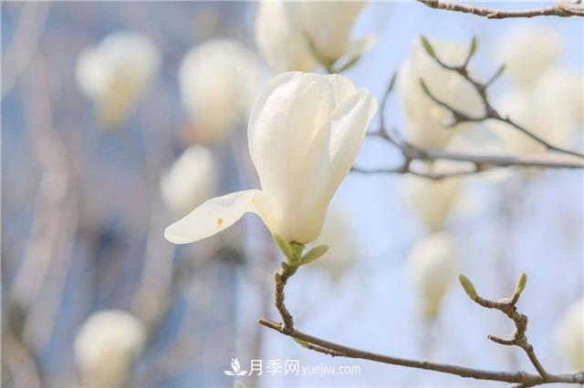 南陽玉蘭基地，白玉蘭的花期是什么時(shí)候(圖2)