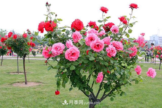 樹狀月季，月季新品，綠化之選，美出天際(圖2)