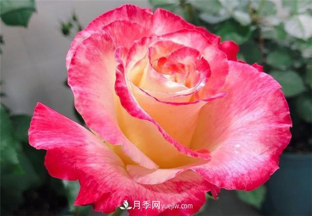 月季紅雙喜，養(yǎng)護簡單開花多，只要4招1年開花10個月(圖2)