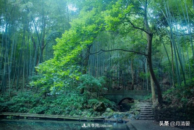 盤點那些記憶里的花木景色(圖4)