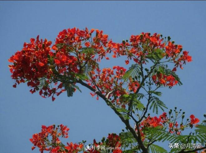 盤點那些記憶里的花木景色(圖6)