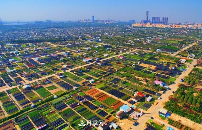 廣東省中山市橫欄鎮(zhèn)，這個(gè)3萬(wàn)畝的花木之鄉(xiāng)，畝均年產(chǎn)值竟達(dá)10萬(wàn)元(圖1)