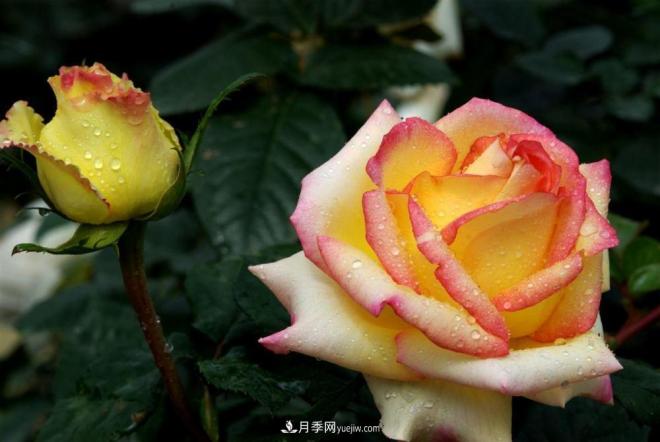 陽臺養(yǎng)好月季花技巧，秋天也能有滿滿收獲(圖1)