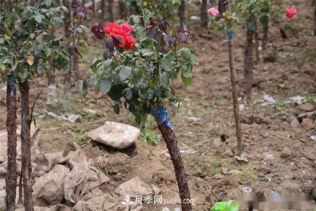 收來的月季老樁15塊錢一棵，枯死只能當柴火，走進南陽內鄉(xiāng)樹形月季園(圖2)