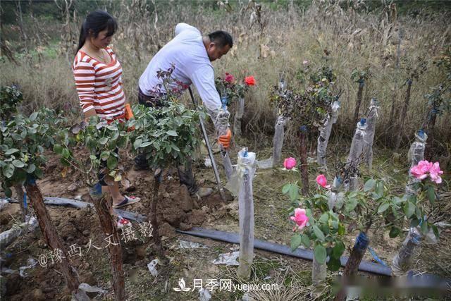 收來的月季老樁15塊錢一棵，枯死只能當柴火，走進南陽內鄉(xiāng)樹形月季園(圖4)