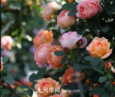 不可錯過的經(jīng)典灌木月季品種介紹大全！(圖11)