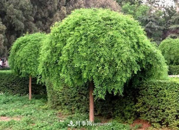 金葉垂槐和龍爪槐是一個(gè)國(guó)槐苗木品種嗎？(圖1)