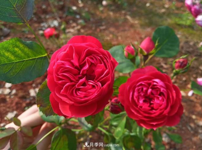 被玫瑰遮住光芒的月季花，妙用很多，能賞能吃能泡茶(圖2)