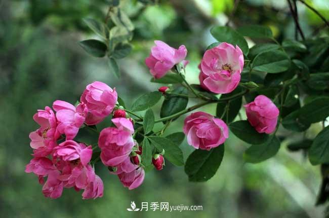 薔薇花和月季花的區(qū)別？月季花期有多長？(圖1)
