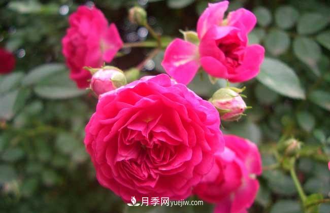 薔薇花和月季花的區(qū)別？月季花期有多長？(圖2)