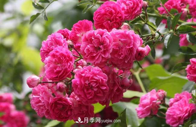 薔薇花和月季花的區(qū)別？月季花期有多長？(圖3)