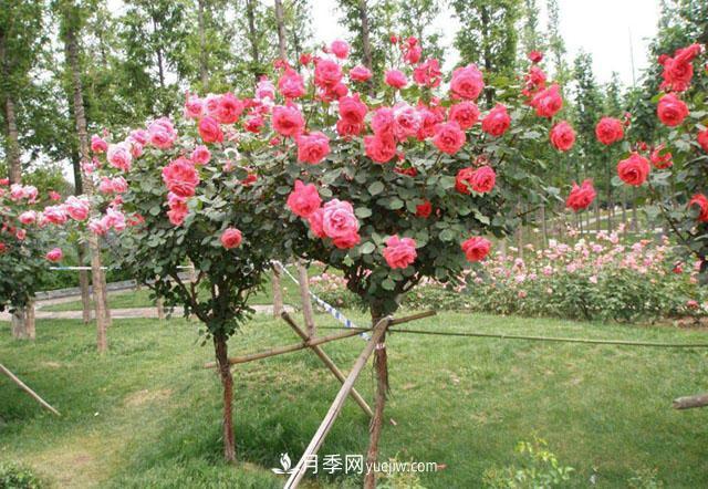 月季樹的嫁接方法及后期管理養(yǎng)護(hù)，月季樹的特點(圖2)