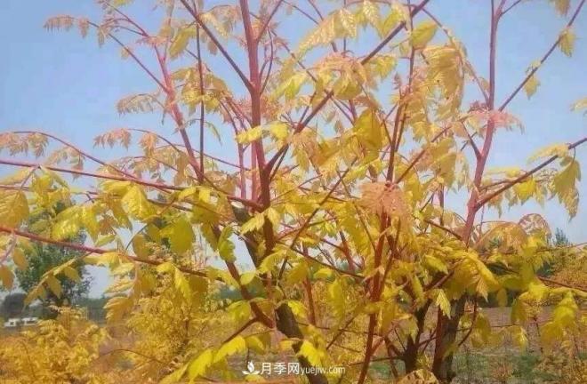 “彩葉潮流”來勢(shì)洶洶，這8種彩葉樹種前景大好(圖1)