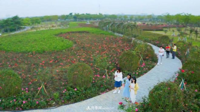 立冬已過，小雪將至~ 肇慶新區(qū)月季園景色獨(dú)好、風(fēng)光別致(圖2)
