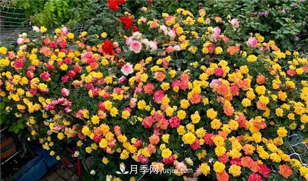 藤彩虹月季品種優(yōu)缺點是什么？(圖2)