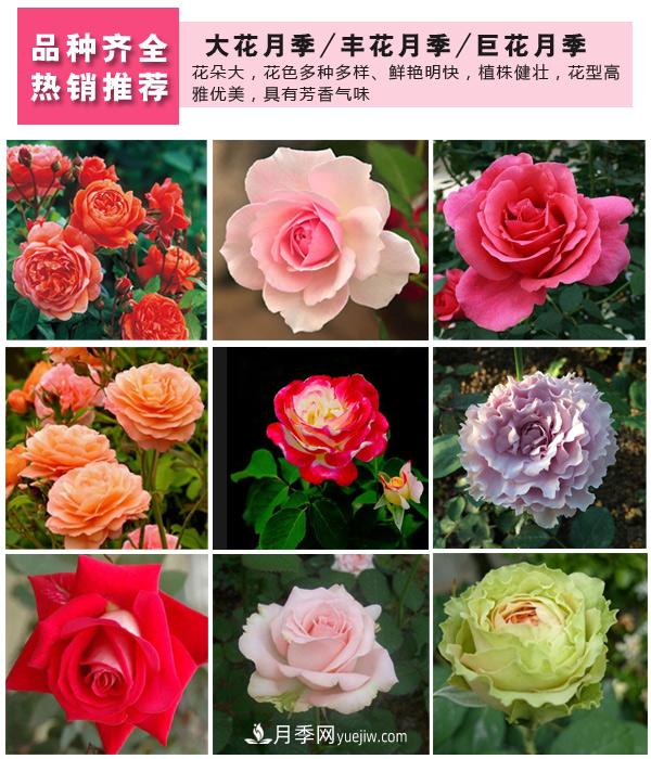 樹(shù)狀月季，藤本月季，大花月季，貨源充足價(jià)格合理(圖3)