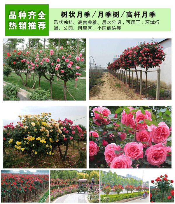 樹(shù)狀月季，藤本月季，大花月季，貨源充足價(jià)格合理(圖2)