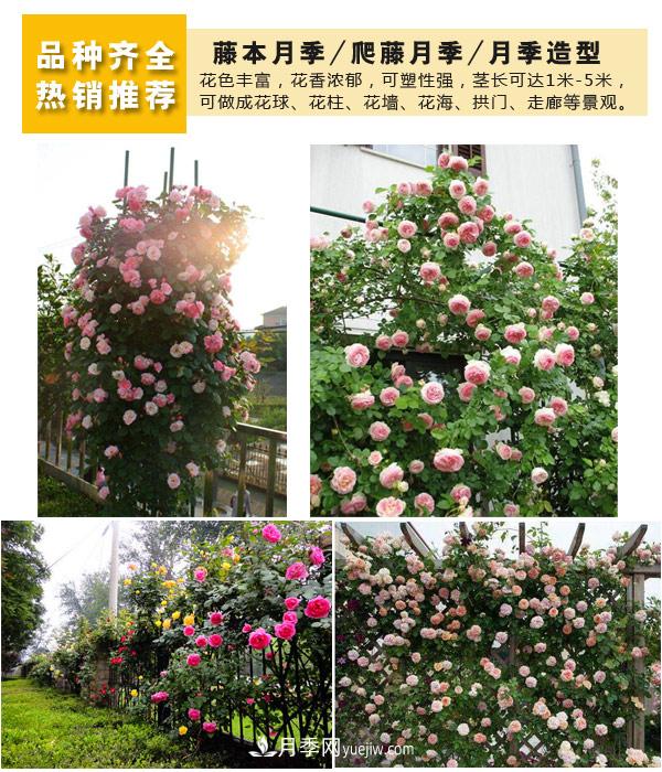 樹(shù)狀月季，藤本月季，大花月季，貨源充足價(jià)格合理(圖4)