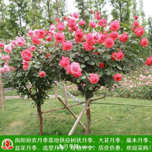 樹(shù)狀月季，藤本月季，大花月季，貨源充足價(jià)格合理(圖1)