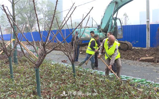 湖北應(yīng)城栽種花木1500余株 賞花來這里！(圖1)