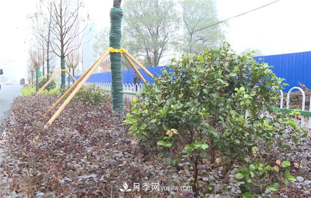 湖北應(yīng)城栽種花木1500余株 賞花來這里！(圖2)
