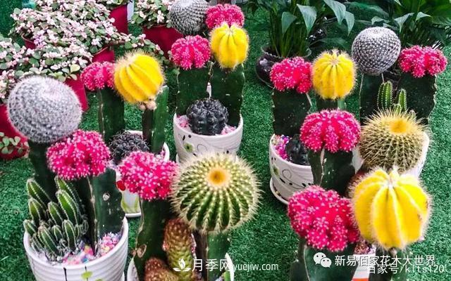 對(duì)花卉生長(zhǎng)影響的常見9種營(yíng)養(yǎng)元素(圖4)