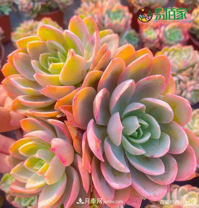 對(duì)花卉生長(zhǎng)影響的常見9種營(yíng)養(yǎng)元素(圖9)