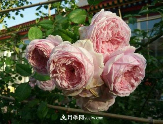 月季花到底有多少個(gè)品種？您家的月季好看嗎？(圖1)