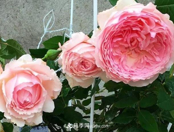 月季花到底有多少個(gè)品種？您家的月季好看嗎？(圖4)