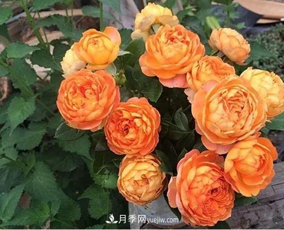 月季花到底有多少個(gè)品種？您家的月季好看嗎？(圖3)