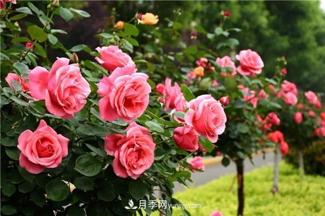 河北北京天津樹狀月季成風(fēng)景線，四季應(yīng)該怎么養(yǎng)護(hù)？(圖3)