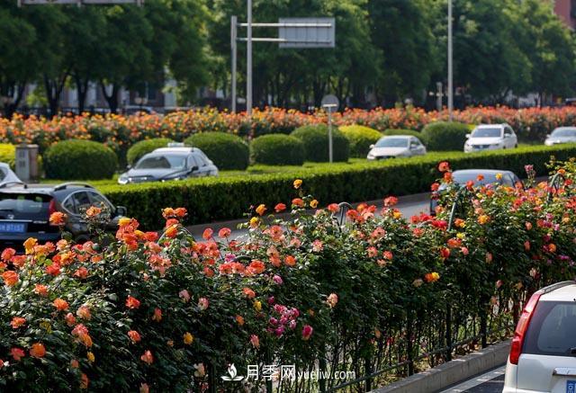 河北北京天津樹狀月季成風(fēng)景線，四季應(yīng)該怎么養(yǎng)護(hù)？(圖2)
