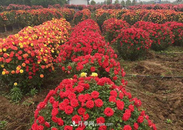 批發(fā)供應(yīng)月季花瓶、月季花球等藤本造型月季(圖4)