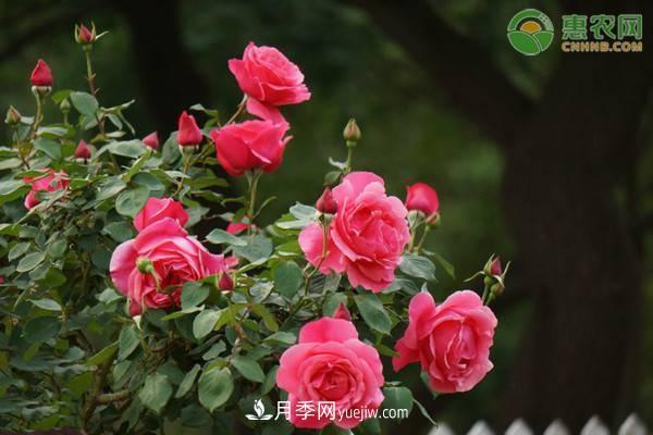 一年四季盛開(kāi)的花是什么花？盤(pán)點(diǎn)十種四季都開(kāi)花的花(圖1)