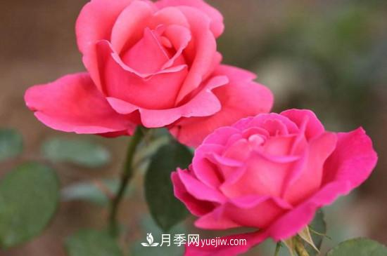 月季的花瓣有什么作用？月季花瓣的4大作用(圖4)